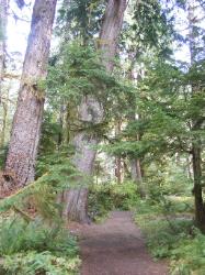 Staircase Rapids Trail