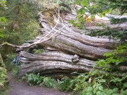 Staircase Rapids Trail