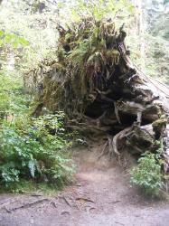 Staircase Rapids Trail