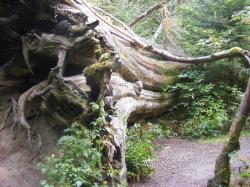 Staircase Rapids Trail