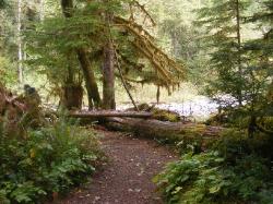 Staircase Rapids Trail