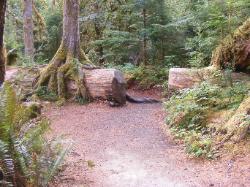 Staircase Rapids Trail Olympic National Park