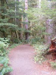 Staircase Rapids Trail Olympic National Park