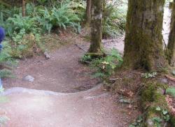 Staircase Rapids Trail Olympic National Park