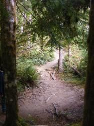 Staircase Rapids Trail Olympic National Park