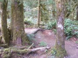 Staircase Rapids Trail Olympic National Park
