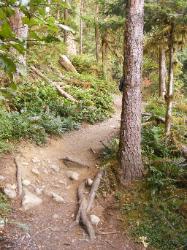 Staircase Rapids Trail Olympic National Park