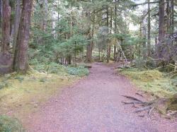 Staircase Rapids Trail Olympic National Park