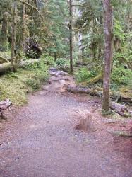 Staircase Rapids Trail Olympic National Park