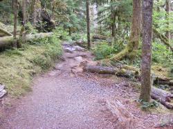 Staircase Rapids Trail Olympic National Park
