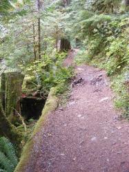 Staircase Rapids Trail Olympic National Park