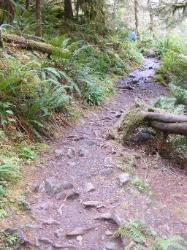 Staircase Rapids Trail Olympic National Park