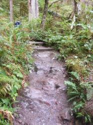 Staircase Rapids Trail Olympic National Park