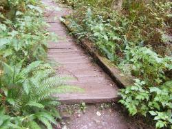Staircase Rapids Trail Olympic National Park