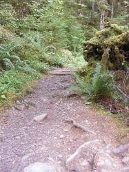 Staircase Rapids Trail Olympic National Park