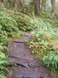 Staircase Rapids Trail Olympic National Park