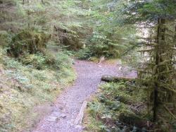 Staircase Rapids Trail Olympic National Park