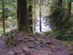Staircase Rapids Trail Olympic National Park