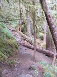 Staircase Rapids Trail Olympic National Park