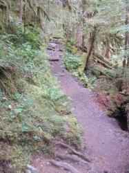 Staircase Rapids Trail Olympic National Park