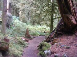 Staircase Rapids Trail Olympic National Park