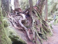 Staircase Rapids Trail Olympic National Park