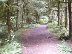 Staircase Rapids Trail Olympic National Park