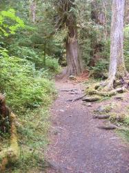 Staircase Rapids Trail Olympic National Park