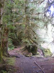 Staircase Rapids Trail Olympic National Park