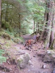Staircase Rapids Trail Olympic National Park