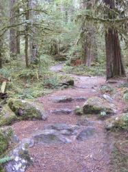 Staircase Rapids Trail Olympic National Park