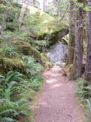 Staircase Rapids Trail Olympic National Park