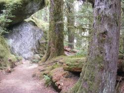 Staircase Rapids Trail Olympic National Park