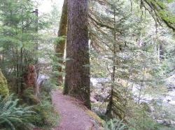 Staircase Rapids Trail Olympic National Park