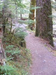 Staircase Rapids Trail Olympic National Park
