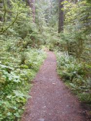 North Fork Skokomish Trail Olympic National Park