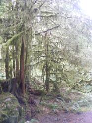 North Fork Skokomish Trail Olympic National Park