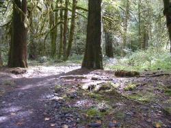 North Fork Skokomish Trail Olympic National Park