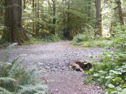 North Fork Skokomish Trail Olympic National Park