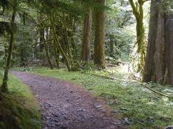 North Fork Skokomish Trail Olympic National Park