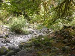 North Fork Skokomish Trail Olympic National Park
