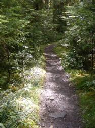 North Fork Skokomish Trail Olympic National Park