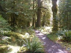 North Fork Skokomish Trail Olympic National Park