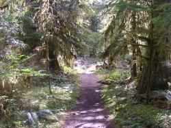 North Fork Skokomish Trail Olympic National Park