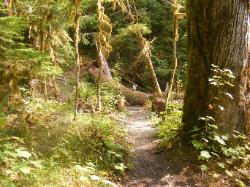 North Fork Skokomish Trail Olympic National Park