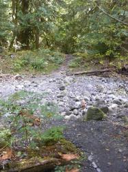 North Fork Skokomish Trail Olympic National Park