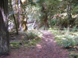 North Fork Skokomish Trail Olympic National Park