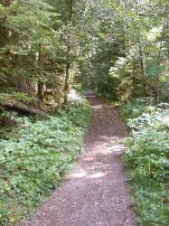 North Fork Skokomish Trail Olympic National Park