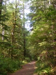 North Fork Skokomish Trail Olympic National Park