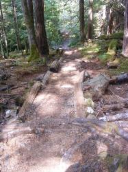 North Fork Skokomish Trail Olympic National Park